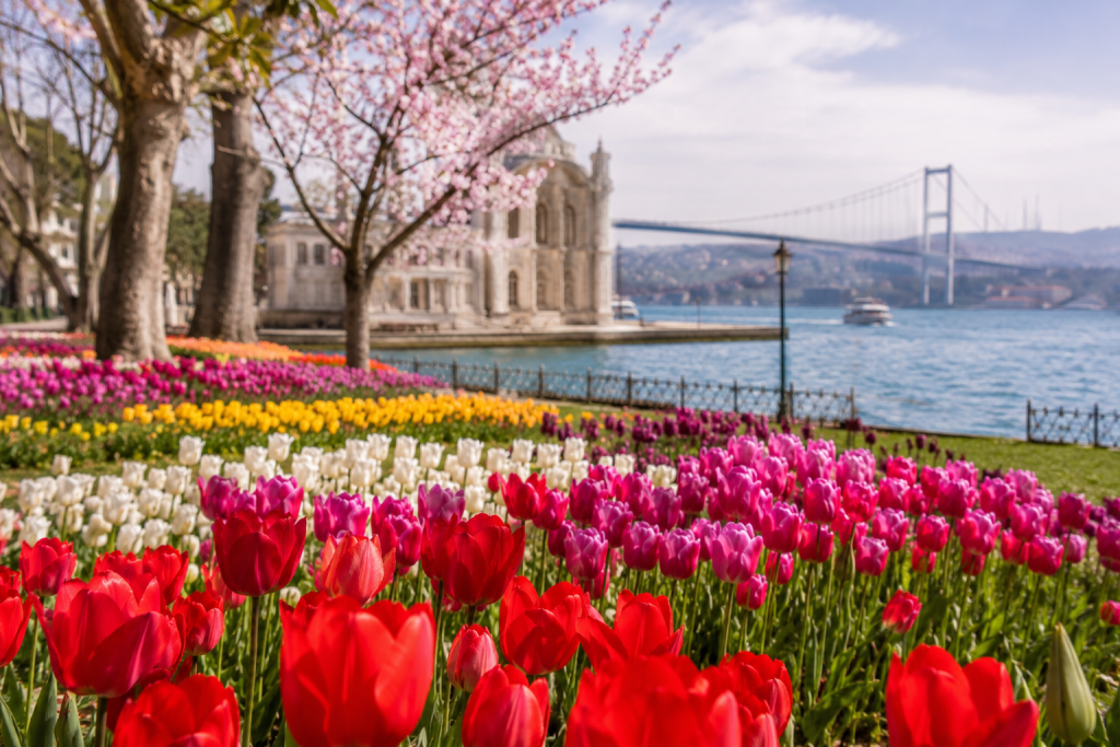 Istanbul tulip festival in spring with colorful blooms in the park